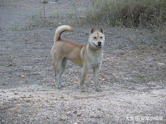 护主能力最强的五种狗狗，藏獒上榜，第一家家都能养！