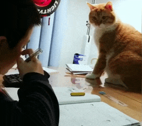 橘貓監督孩子寫作業，稍一分神貓咪就舉爪子，貓：我臉上有字啊…