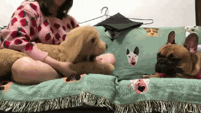 主人抚摸玩具狗, 家里斗牛犬吃醋生气, 狗: 别拦我, 我要决斗……