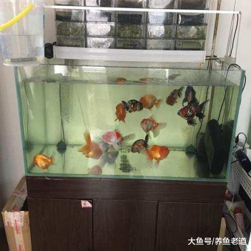 在饲养金鱼的水族箱里，可以铺设底沙或者种植水草吗？