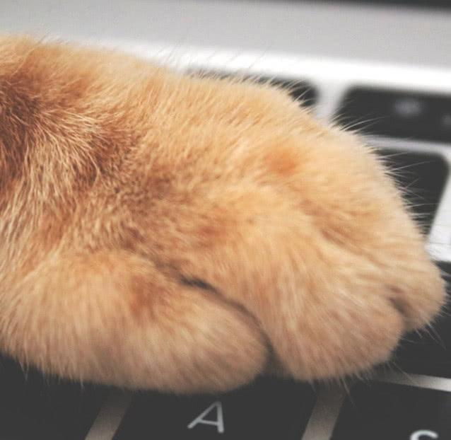 貓咪的肉墊看著十分軟萌、治愈，它的這些重要用途你知道幾點呢