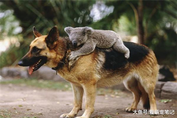 十九岁的德牧虽已步履蹒跚，主人依然坚持每天带它遛弯，好有爱啊