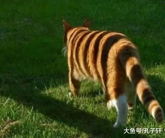 令人拍案叫绝的“错位照”：图2猫咪秀恩爱，最后一个简直是绝了！