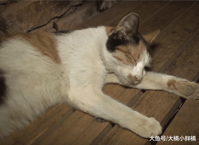 母猫的孩子离世，它却一直不知情，每天在孩子消失的地方找很多次