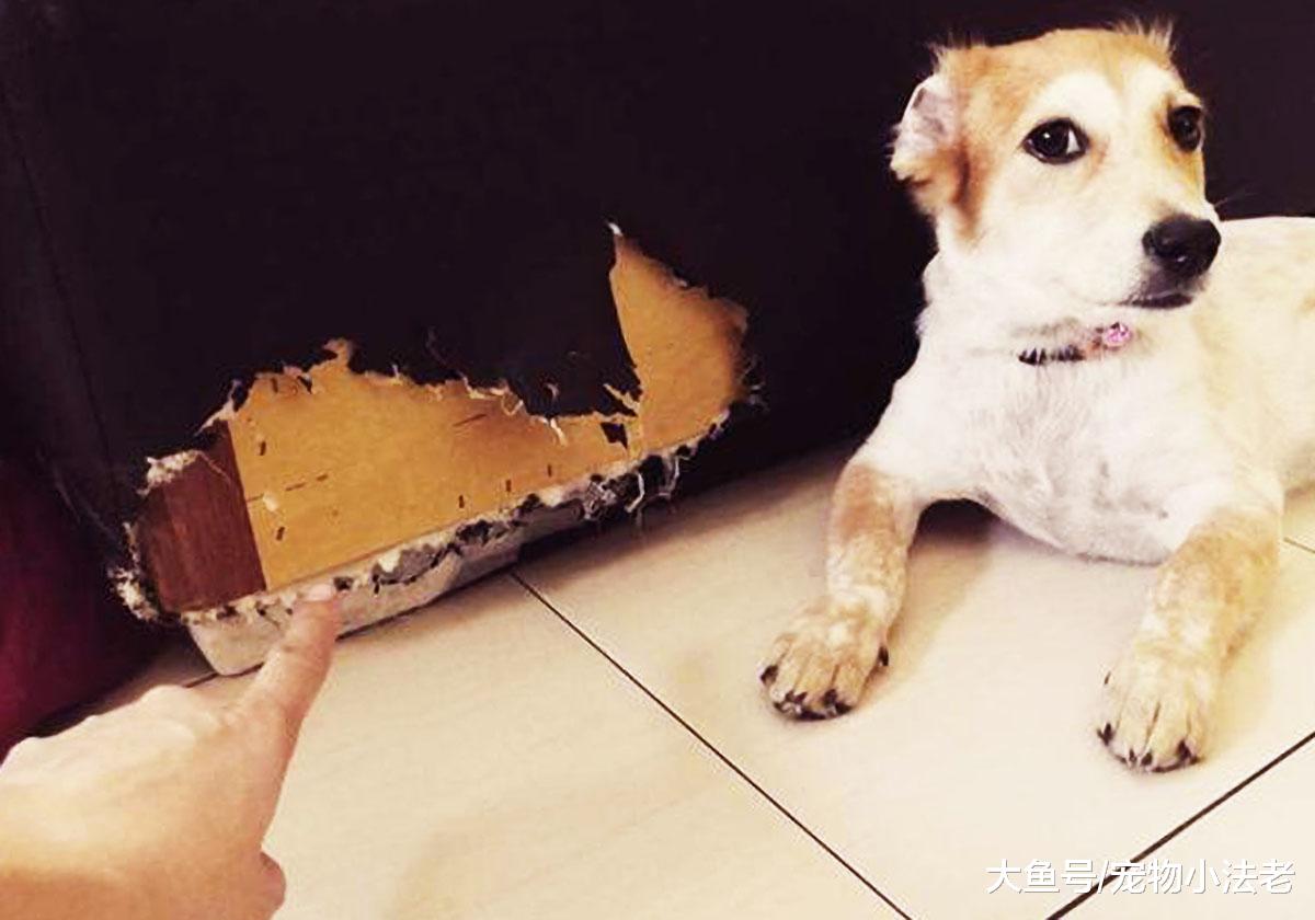 狗狗拆家真的只是精力旺盛吗？记住这2点，也许是狗狗生“病”了
