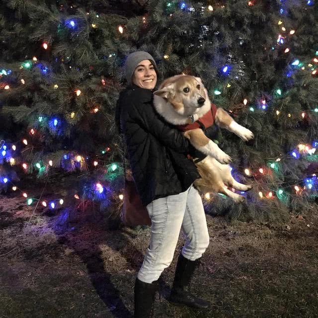 这只柯基的体积如金毛, 平常柯基重10KG, 它的体重则是两三倍