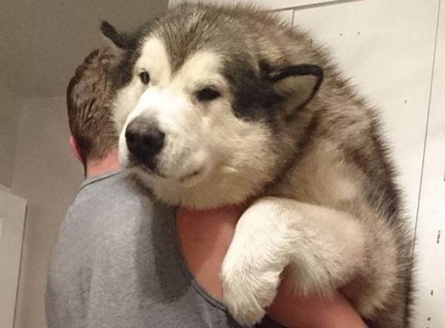 自从家里有了地暖，结果二哈开始这样睡觉，这很二哈！