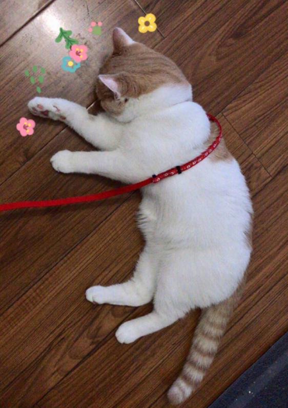 你家猫咪从小大到有什么变化？某网友：本来是猫后来是猪