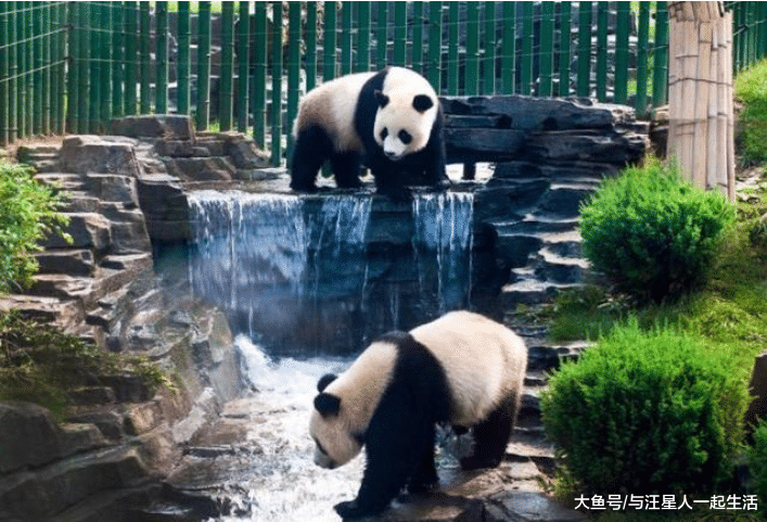 老外问熊猫能打过比特犬吗？网友回复：你该问熊猫能吃几只比特