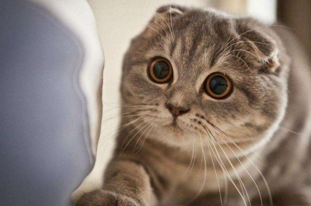 地球上10大最贵的猫品种，波斯猫排第五，第一卖到了60万元