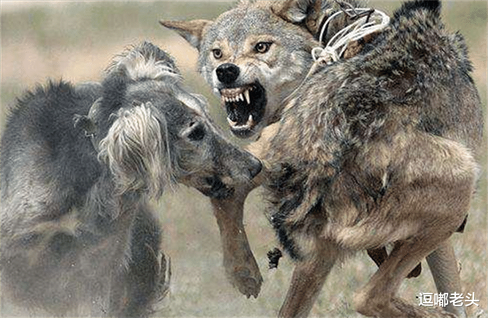 二哈走到拐角处遇到一只狼，掉头就跑，魂都没了