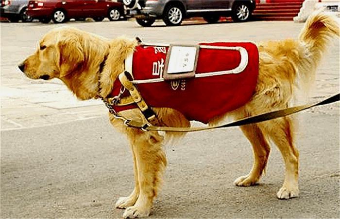 合肥首只导盲犬上公交受委屈，宠物犬与工作犬的区别你知道多少？