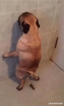 主人进到洗澡房，看到狗狗站立着做出这样的事情，杀狗的心都有了