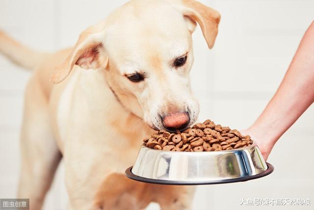 5大饲养误区：为狗狗健康着想，请你一定要看完