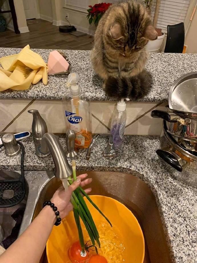 小猫捣蛋怎么办? 一招教你治好它