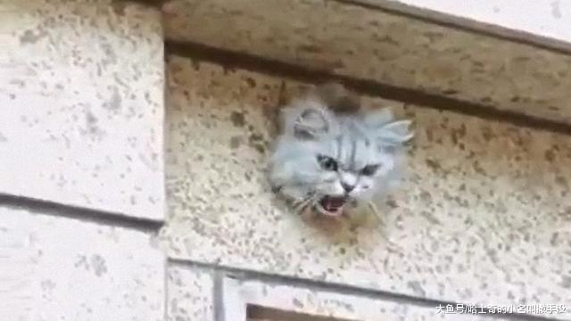 还要啥监控啊，有这只猫就够了，胆小的人立马就被吓走了