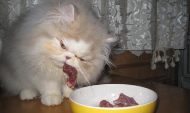 猫咪吃生骨肉常被人推崇，若不注意三点细节，那么对猫将有害无益