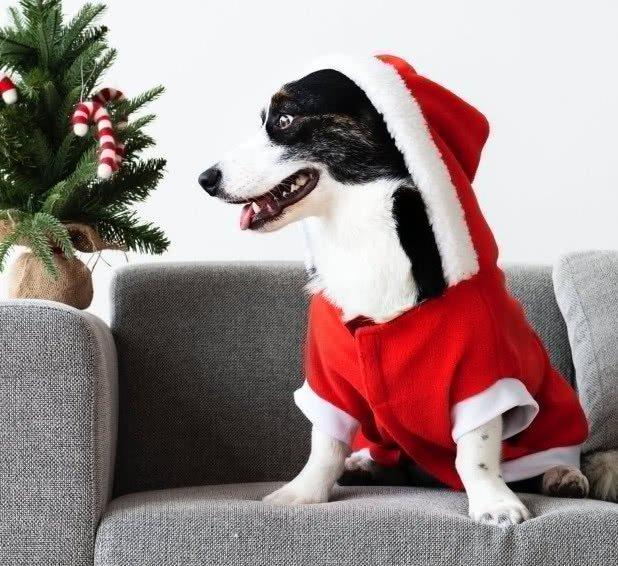 給狗穿衣服應該注意哪些問題？如何判斷自家狗是否需要衣服