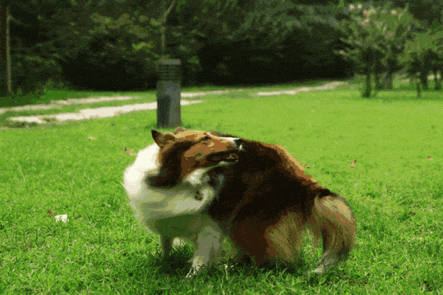 狗狗追逐自身尾巴受三点因素影响，正确舒缓犬心理疾病才是关键