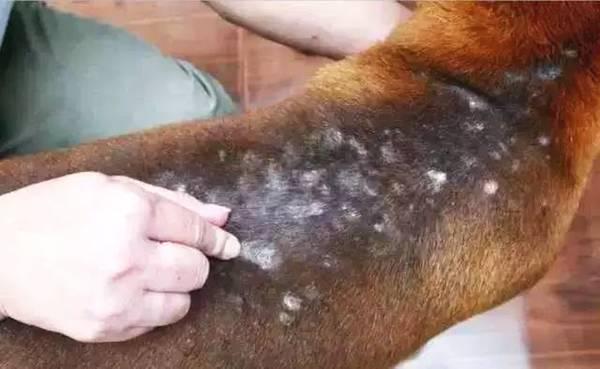 2狗与3米多蟒蛇激战7分钟，幼犬疑被生吞下肚