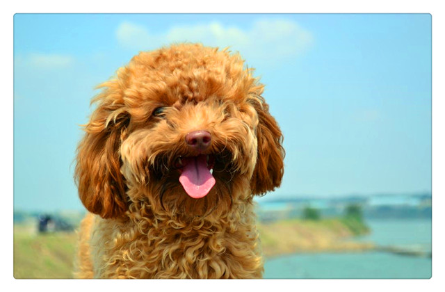 泰迪犬很难相处吗？这几种人是它最喜欢的，都是它理想中的主人