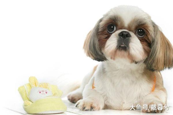 訓練西施犬定點排泄糞便需要注意的事情