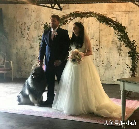 阿拉斯加等12只狗狗陪你结婚，狗狗跟你结婚，你更期待哪一种婚礼