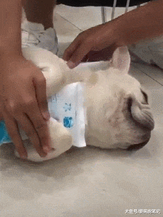 法斗贪玩后中暑，结果因敷冰袋而走红，狗狗：我真是太难了