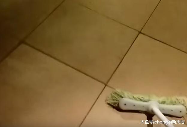 千万不要用拖鞋拍死母蜘蛛, 瞬间爆炸的样子, 让你后悔不已