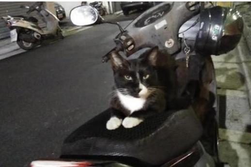 流浪貓不愿離開，寵主做出承諾