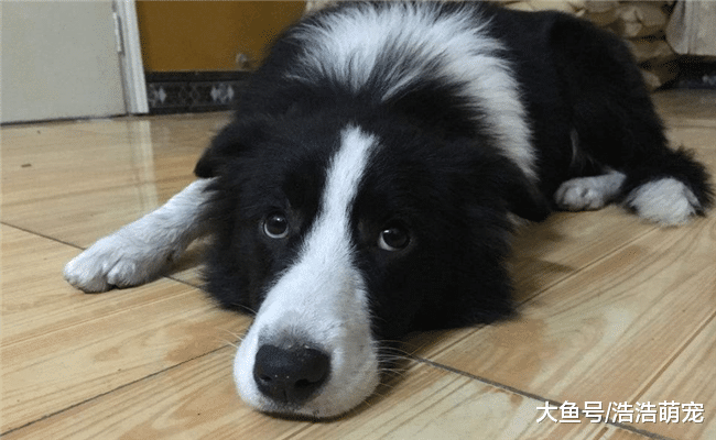 为什么都说边牧的智商高？下面四个方面说出原因，你都知道吗？
