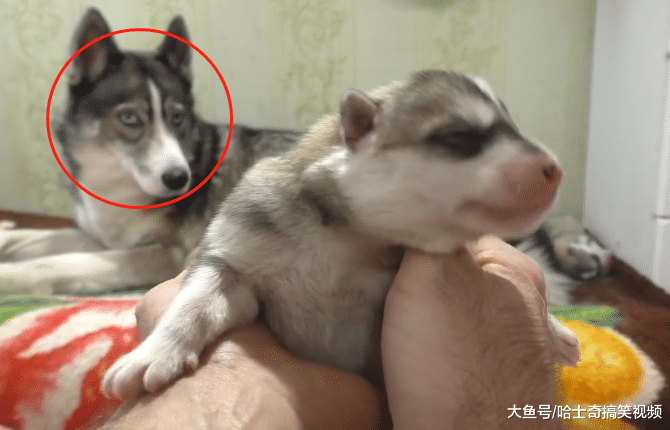 二哈生了7只宝宝, 却被主人抱出来玩, 汪: 你玩够了没?