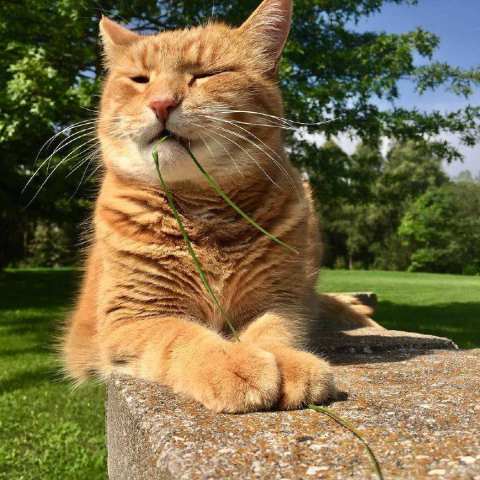 猫咪正舒服的晒太阳，突然感觉身上不对劲，抬头一看吓得面目狰狞