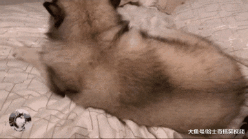 女主刚说要回屋休息，“胖儿子”却捷足先登，男主人睡哪？