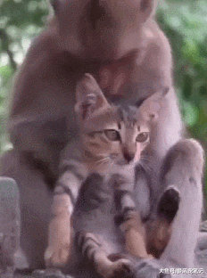 猴妈妈把小猫当“孩子”，每天都抱着它抓虱子，其中缘由让人心疼