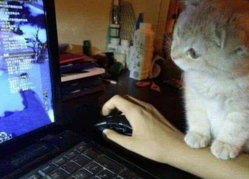 小猫咪太粘人, 主人打游戏就去抢鼠标, 网友: 心疼鼠标