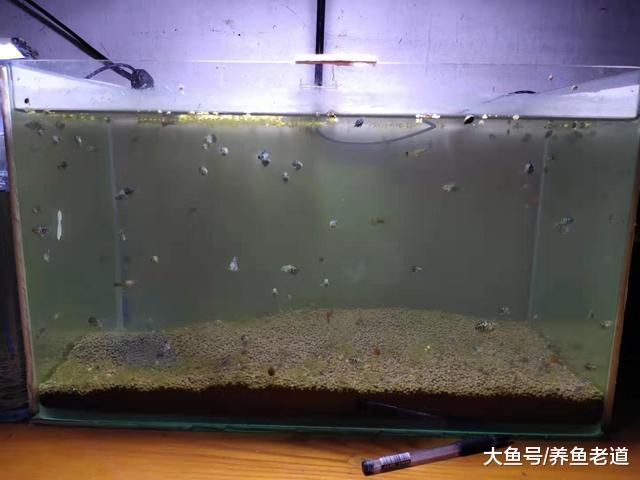既想饲养观赏鱼比较省心，又想观赏鱼长期不出问题，注意一条即可