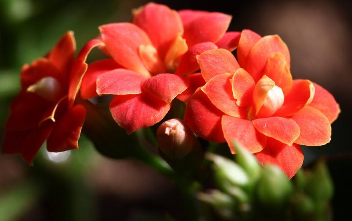 长寿花是多年的草的植物，植株茎修长，而且叶片呈绿色的