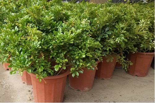 养护米兰花的技巧有哪些，知道这些方法来看看吧