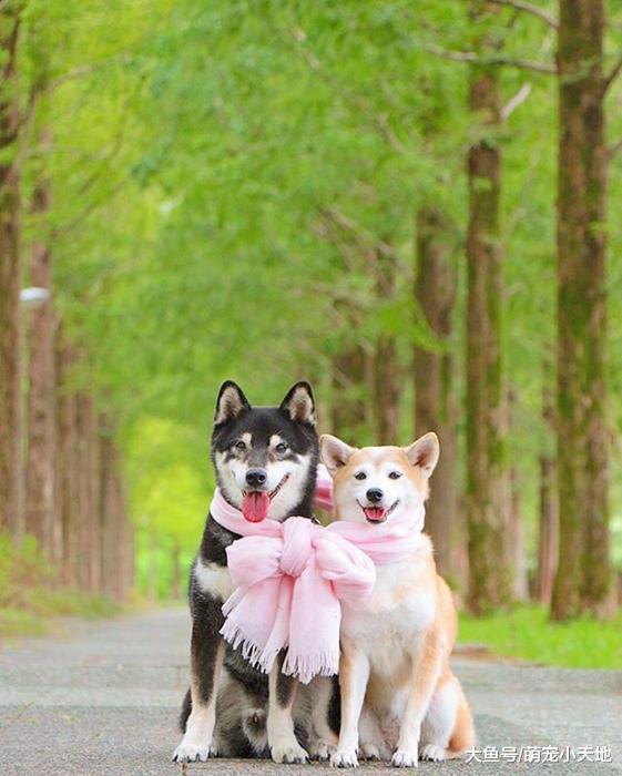 超可爱柴犬兄妹，带着疗愈笑容来融化每个人的心！