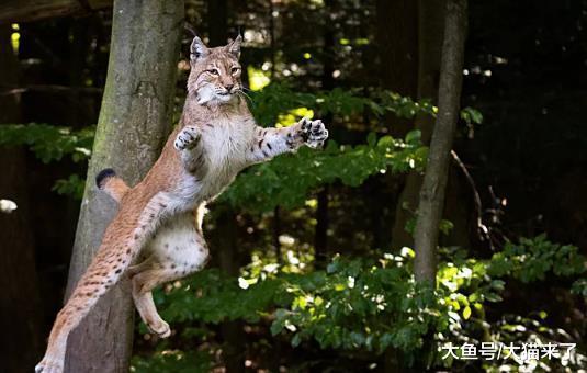 猫科动物为何那么优秀? 看下它们身体的各项数据就知道了
