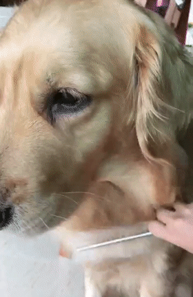 小鸟偷狗毛筑巢，金毛察觉后龇牙咧嘴，主人的举动亮了……