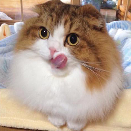 科学证明，养猫有利于身体健康