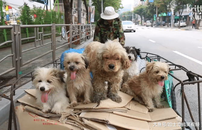 大叔收留了5只流浪狗，每天一起捡破烂，就像是自己的孩子