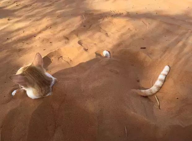 你有没有想过，你家猫要是到了沙漠里会怎么样？