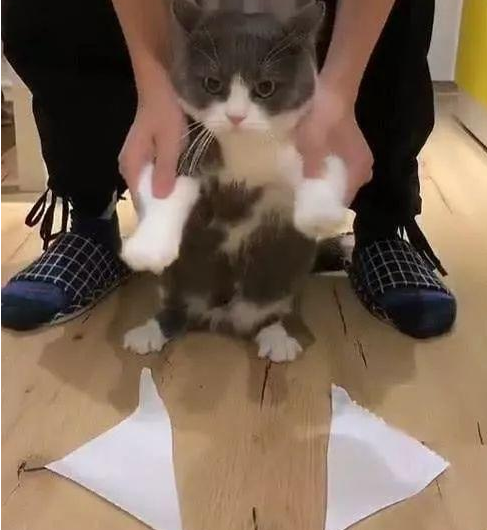 主人为满足好奇心，对猫咪做出这种行为，你知道有多伤害猫吗？