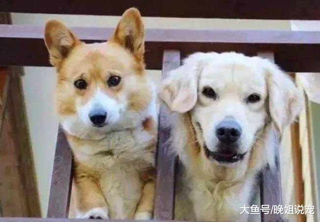 狗狗身上最难被理解的5个行为, 全都看懂了说明你是真的爱它