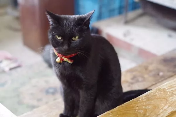 日本喵寺庙小猫众多，被誉为撸猫圣地