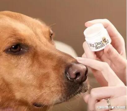 有这5种情况的狗狗, 主人就要注意了, 这是缺乏“微量元素”!