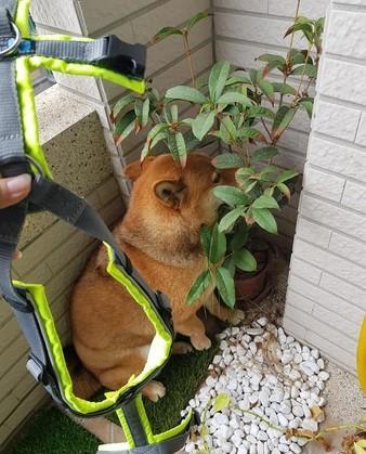 脑回路奇特的狗狗，用两片叶子就想藏起来，一身肥肉想藏去哪？